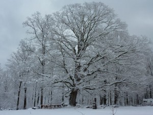 Magnificent Maple