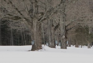 Here's a cluster of nice trees we have been able to add this year.