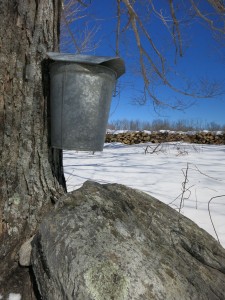 bucket on tree