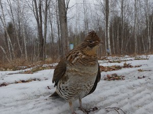 Caution: Guard Grouse on duty!